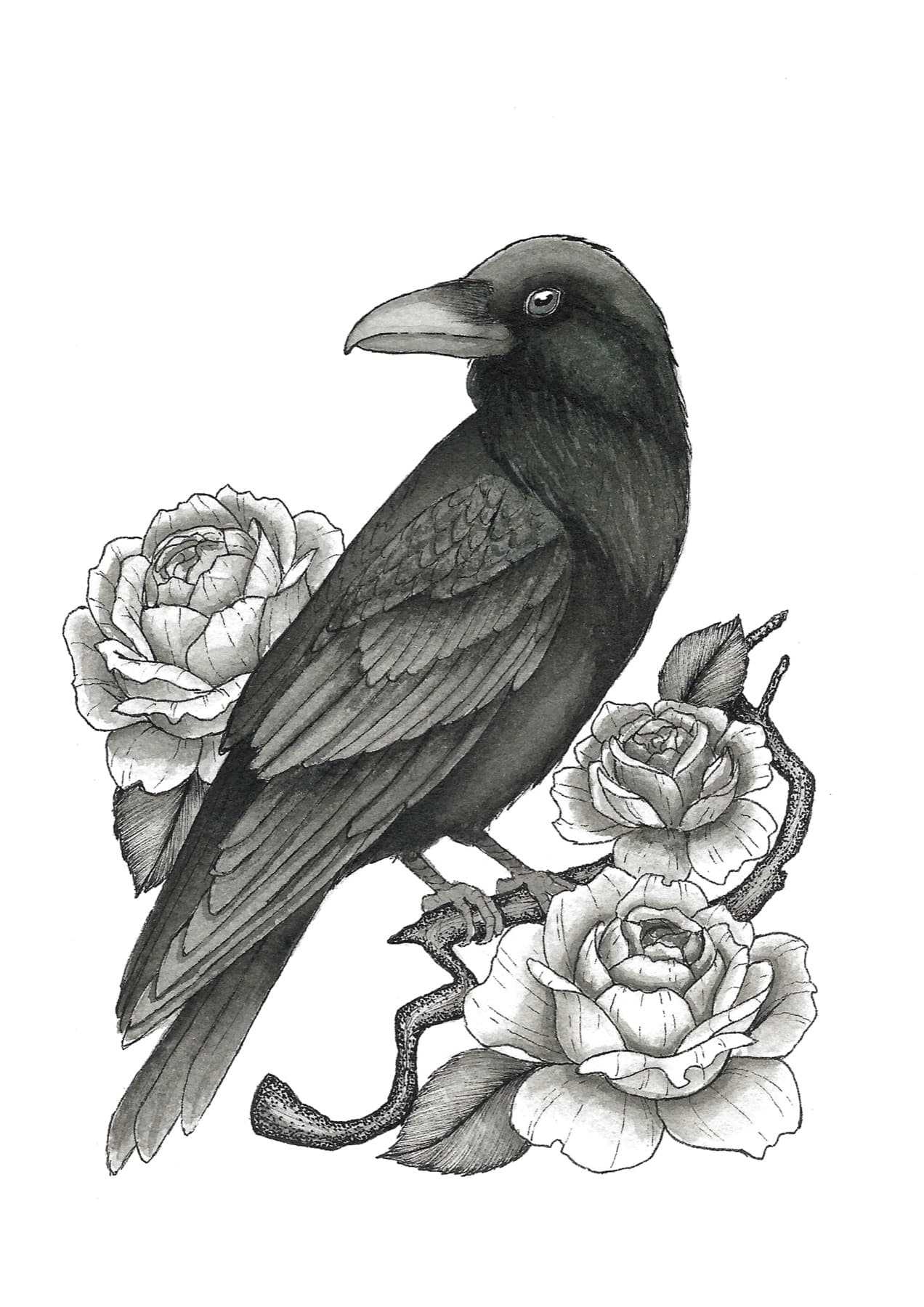 Raven